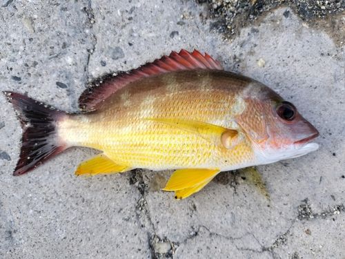 オキフエダイの釣果