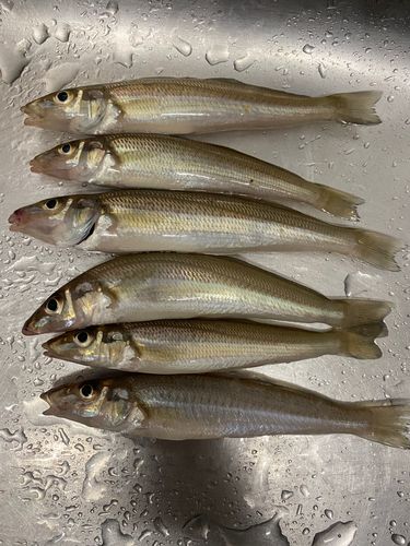 キスの釣果