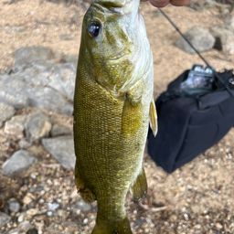 スモールマウスバス