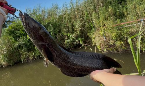 ライギョの釣果