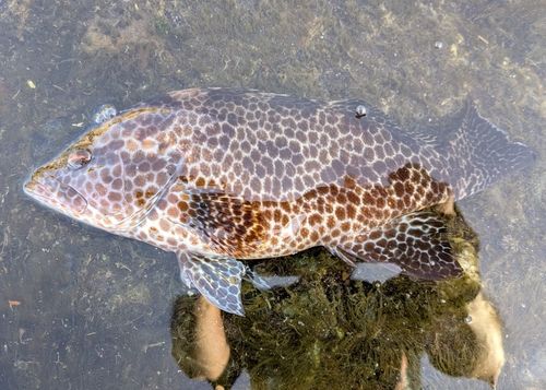 オオモンハタの釣果
