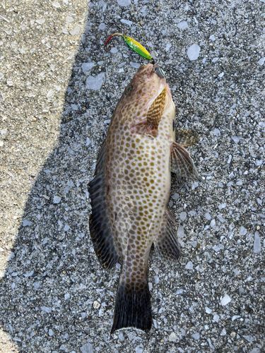 オオモンハタの釣果