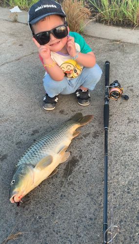 コイの釣果
