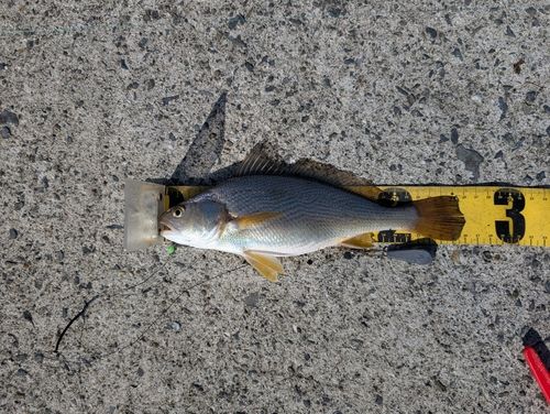 ニベの釣果
