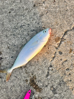 ワカシの釣果