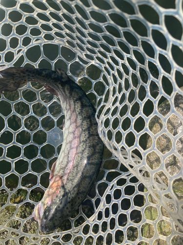 ニジマスの釣果