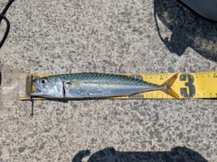 サバの釣果
