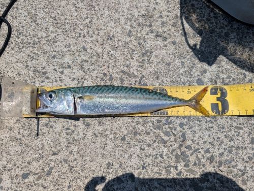 サバの釣果