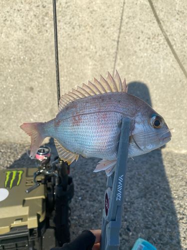 チャリコの釣果