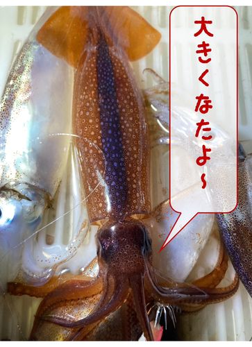 スルメイカの釣果