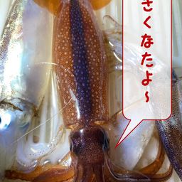 スルメイカ