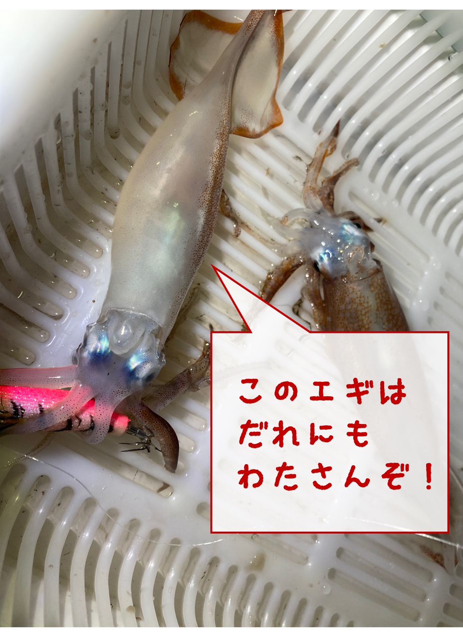 スルメイカ