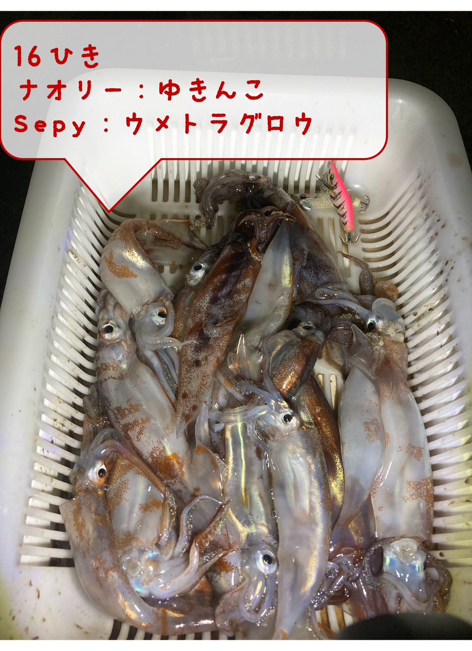 スルメイカ