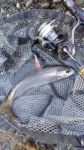 ニジマスの釣果