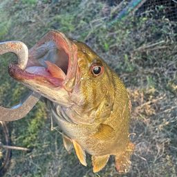 スモールマウスバス