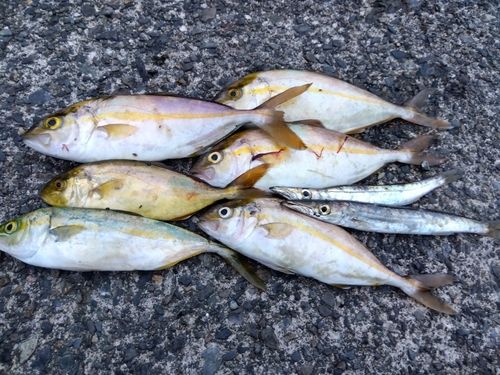 カンパチの釣果