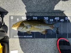 スモールマウスバスの釣果