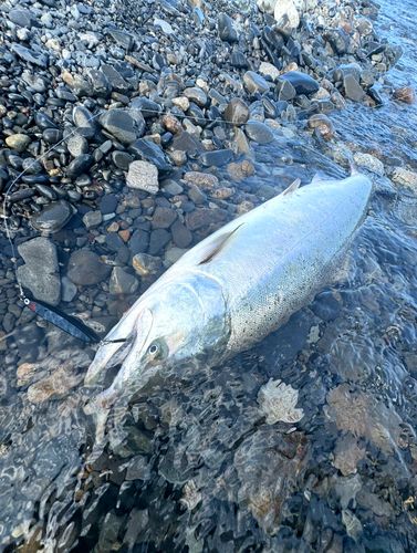 サクラマスの釣果
