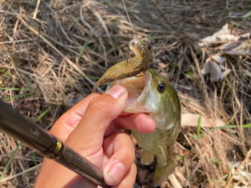 ラージマウスバスの釣果