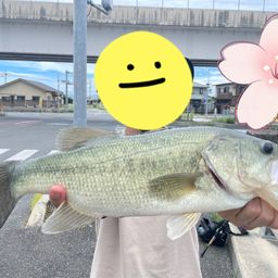 ブラックバス
