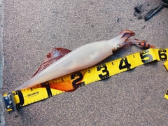 ケンサキイカの釣果