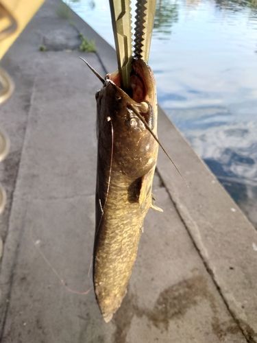 ナマズの釣果