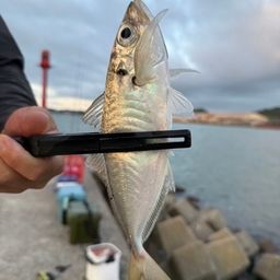 アジ