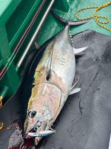 クロマグロの釣果