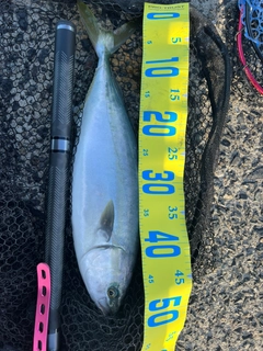 ハマチの釣果
