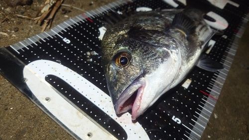 チヌの釣果