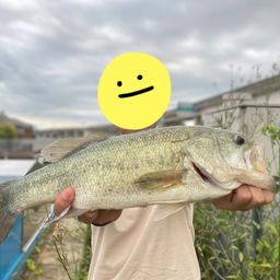 ブラックバス
