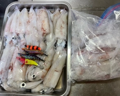 ケンサキイカの釣果