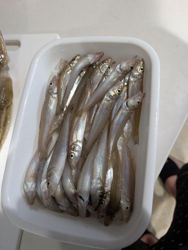 キスの釣果