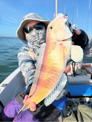 シロアマダイの釣果