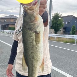 ブラックバス