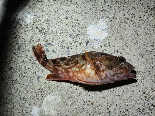 カサゴの釣果