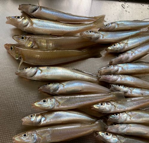 キスの釣果