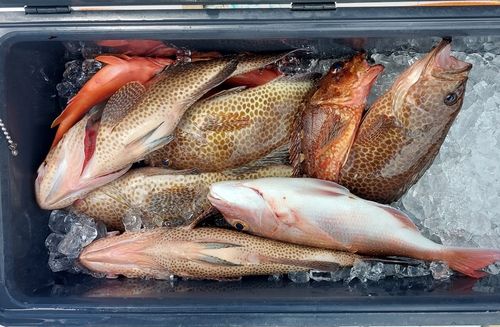 オオモンハタの釣果