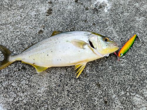 ショゴの釣果