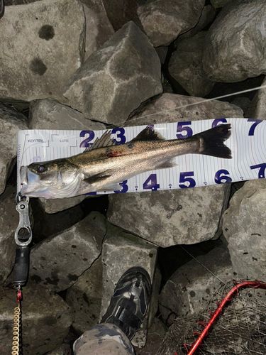 シーバスの釣果