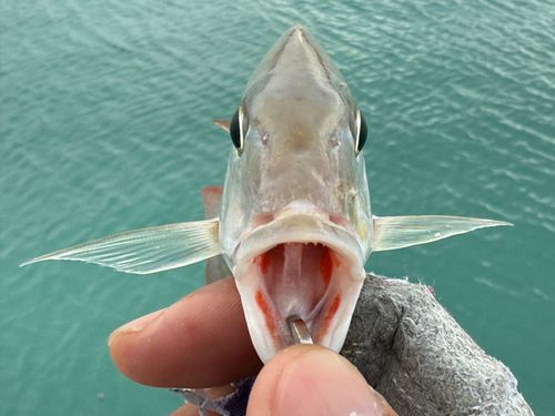 タテシマフエフキの釣果