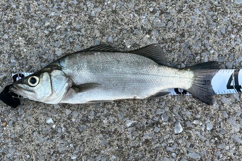 セイゴ（ヒラスズキ）の釣果