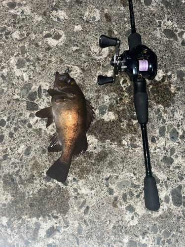 シロメバルの釣果