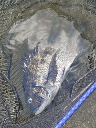 キビレの釣果