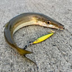カマス
