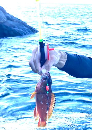 アカハタの釣果