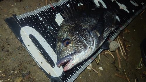 チヌの釣果