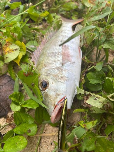 釣果
