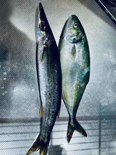 釣果