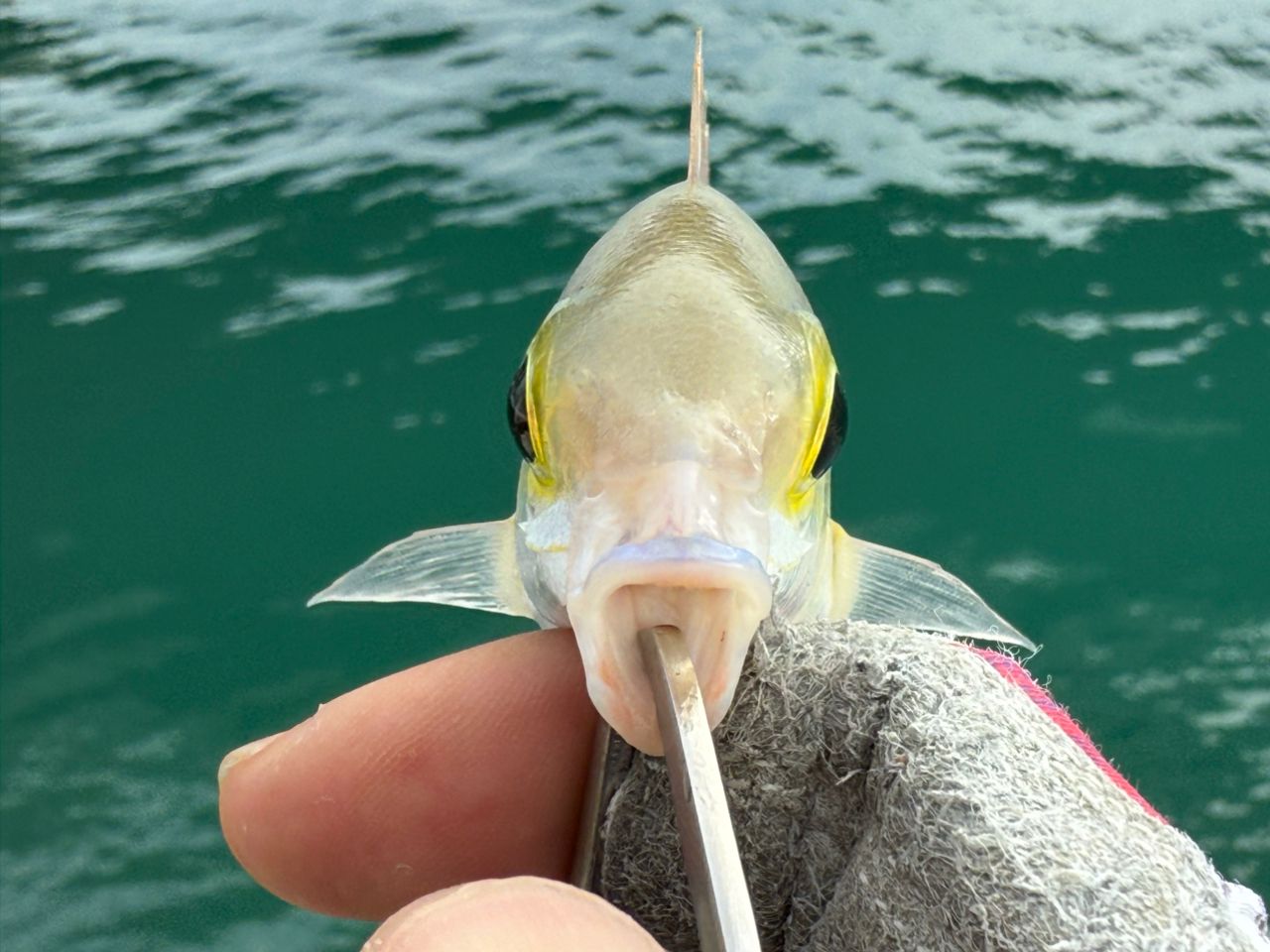 ハクセンタマガシラ